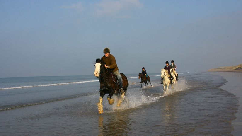 Horses Galloping Rossbeigh5